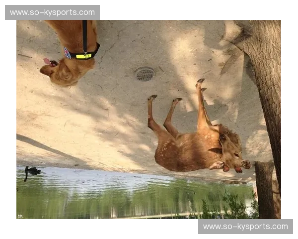 泰拳之巅的暴力美学：深度解读哈亚vs播求完整视频，那场浸透鲜血的“众神黄昏”